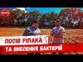 Посев рапса и внесение бактерий | Rapeseed sowing and bacterial application.