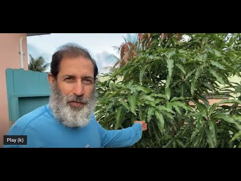 Tropical Fruit Trees Growing In My Backyard 2022