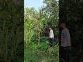 ব্যানানা ও কিউ জাই আম #ছাদবাগান #greenrooftop