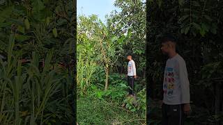 ব্যানানা ও কিউ জাই আম #ছাদবাগান #greenrooftop