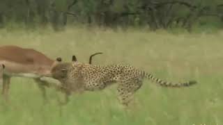 WORLD S FASTEST ANIMALS FAIL  Grant s Gazzele Take Down Cheetah With Horns  Lion Hunt Imapala Fail48