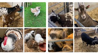 جولة في مزرعة للحيوانات الاليفة بهولندا les annimaux de la ferme aux Pays- Bas 🐑🐄🐐🐖🐓🦢