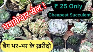 Big  Billion  Sale on SUCCULENTS at Cheap Price @ 25 Only |बैग भर- भर कर ख़रीदो |Cheapest Succulents