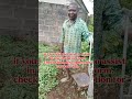SO SAD..... NIGERIAN PASTOR WITH DISABILITY WORKING ON FARM TO FEED