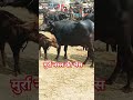मुर्रा नस्ल की भैंस