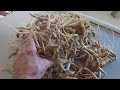 Ginseng Hunt 2022 Illinois Root
