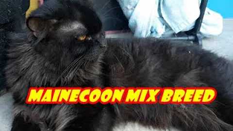 Watch the video about Kucing Mainecoon Mix Breed Hitam Solid