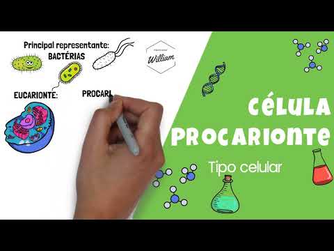 Vídeo: Qual é a camada externa de uma célula procariótica?