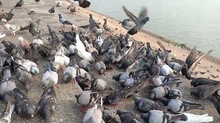 Collection beautiful of king pigeons eating meal