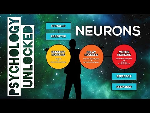 How Does The Nervous System Work? Neurons and Neurotransmitters : Biopsychology