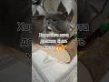 Подписывайся😅Каждый день новое видео от Феди🔥#Фединыбудни#cat