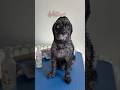Why Doodles Get Shaved Down | in My Finds #shorts #slickerbrush