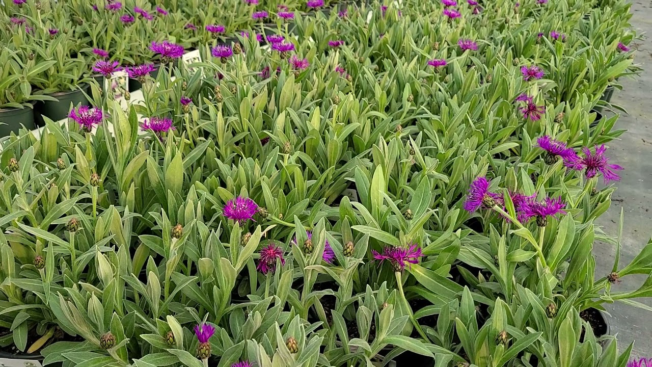 Centaurea 'Amethyst Dream' (Bachelor's Buttons) / RADIANT,😍 DARK Purple blooms Spring & Early Summer