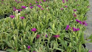 Centaurea 'Amethyst Dream' (Bachelor's Buttons) / RADIANT,😍 DARK Purple blooms Spring & Early Summer