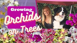 Growing Orchids on Trees | Pro Tips for Stunning Blooms | Kelly Lehman by Kelly Lehman 2,358 views 8 months ago 8 minutes, 28 seconds