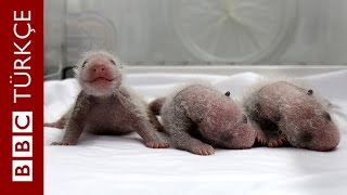 Mucize Üçüz Pandaların Doğum Anı - Bbc Türkçe