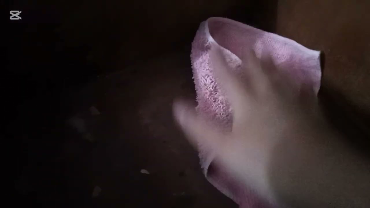 يوم من ايامي 