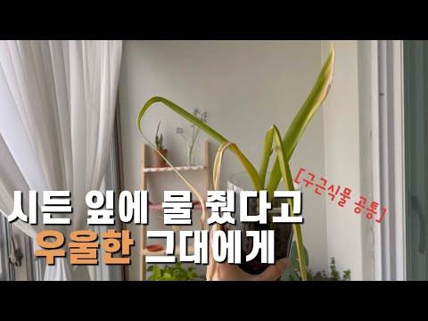 구근식물] 잎이 노래질 때 물 줬는데 어쩌죠? 구독자 Q&A