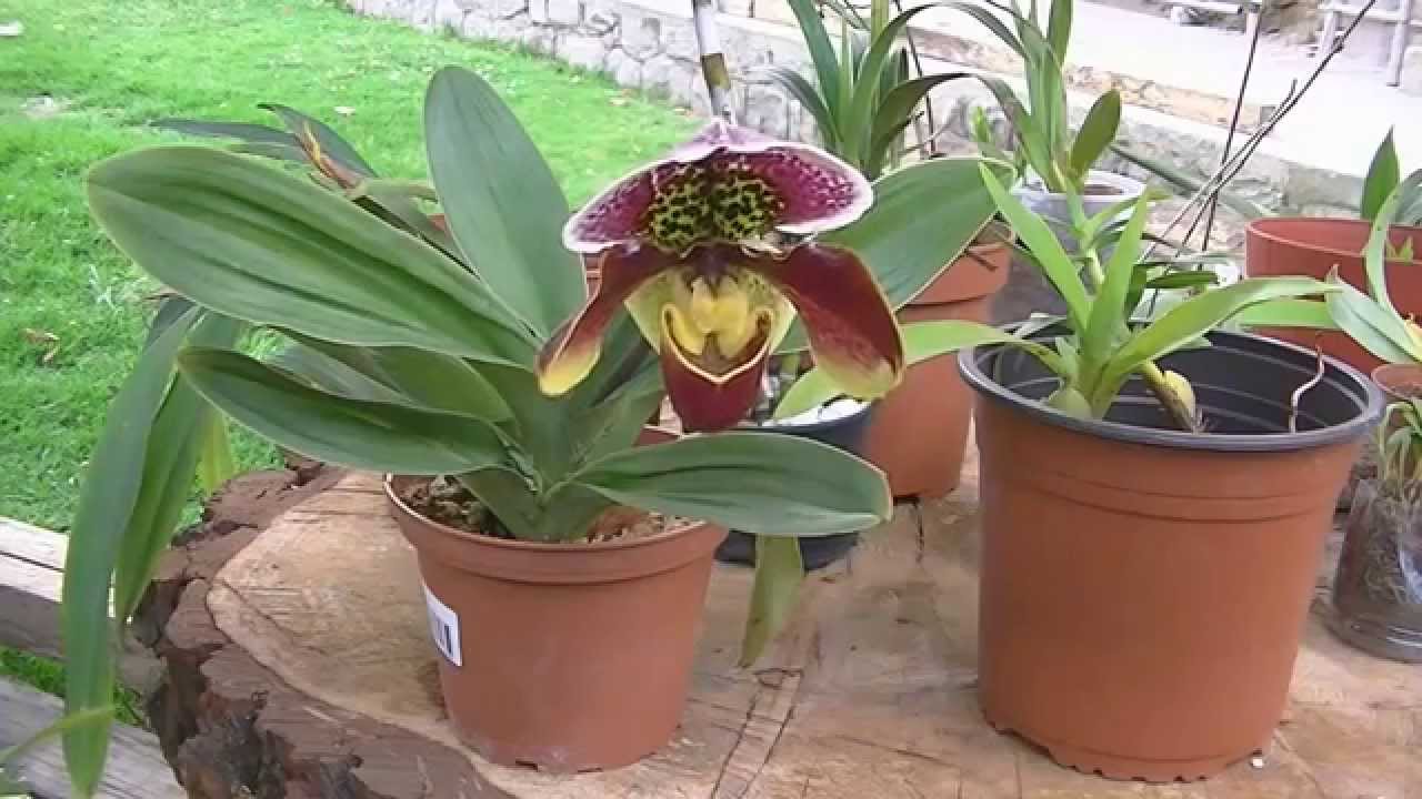 ▷ Como Cuidar Una Orquídea: Guía Completa Actualizada 100% Práctica