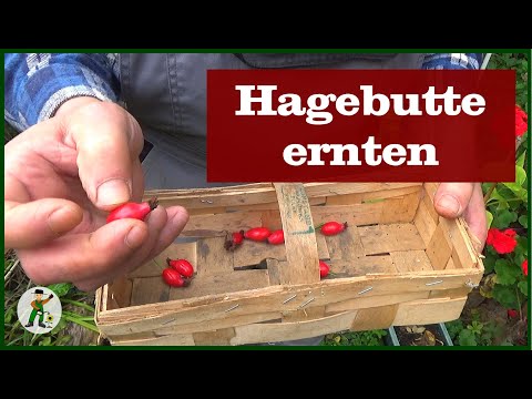 Video: Was sind Hagebutten: Tipps zum Ernten von Hagebutten aus dem Garten