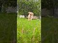 Cute slowmo Lexi #goldenretriever #youtubeshorts #shortsfeed #cute #love #shorts #pets #puppylove