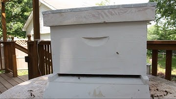 Scout bees inspect a swarm trap