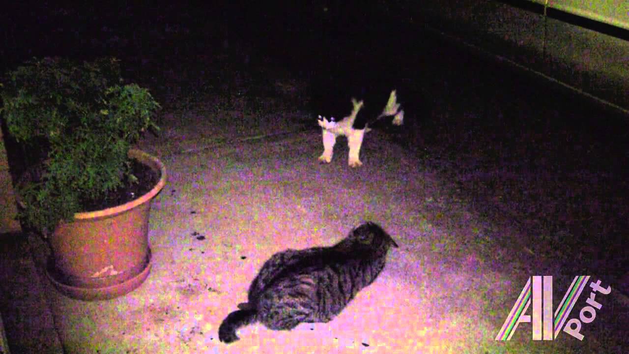 feral cat attacking my cats