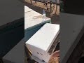 تقسيم خلايا النحل داخل المنحل تقسيم خلايا النحل داخل المنحل
