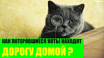 Какая вероятность что кот вернется домой