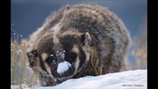 Badger Story Dan Berger