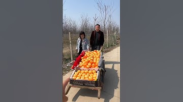 Delicious Golden Apples 🍏🍏 fruits harvest from Farm by Rural Farmer | Fresh sweet apple #fruit