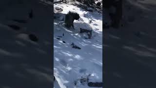 الخنزير البري | اصطياد الخنزير البري في الجبال
