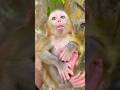 space monkey20XX