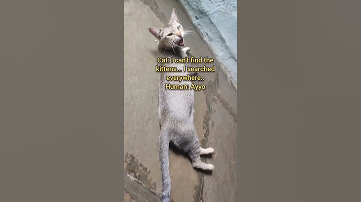 Mother cat cries as she can't find her kittens😢#shorts #trending #mothercat