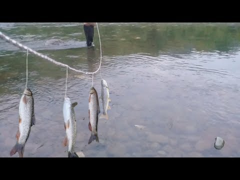 თევზაობა ანკე ლარებით /  Четкие усачи !