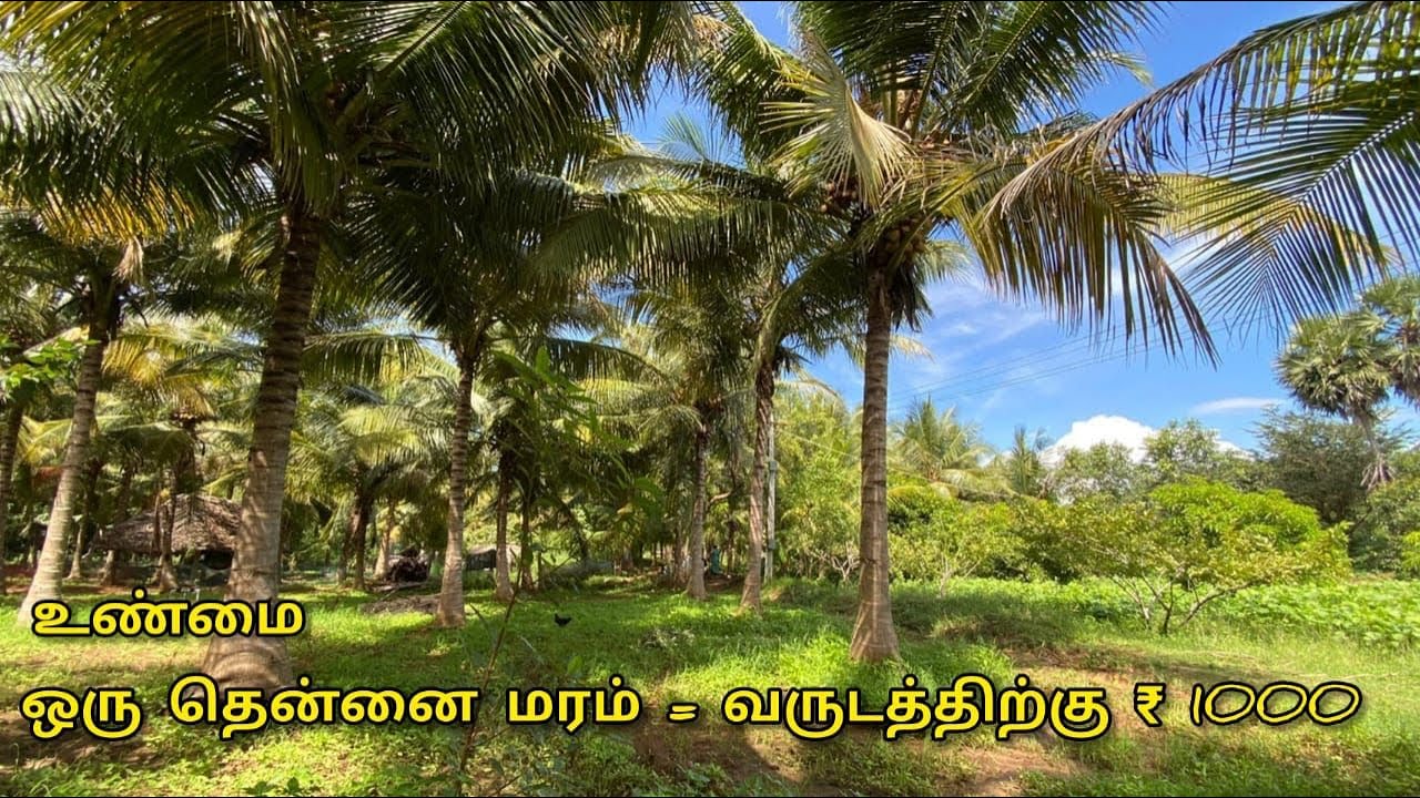 ஒரு தென்னை மரத்தின் ஒரு வருட வருமானம் எவ்வளவு ? | Coconut income per year