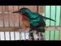 Kicauan Burung KOLIBRI WULUNG (KOWUL) Gacor