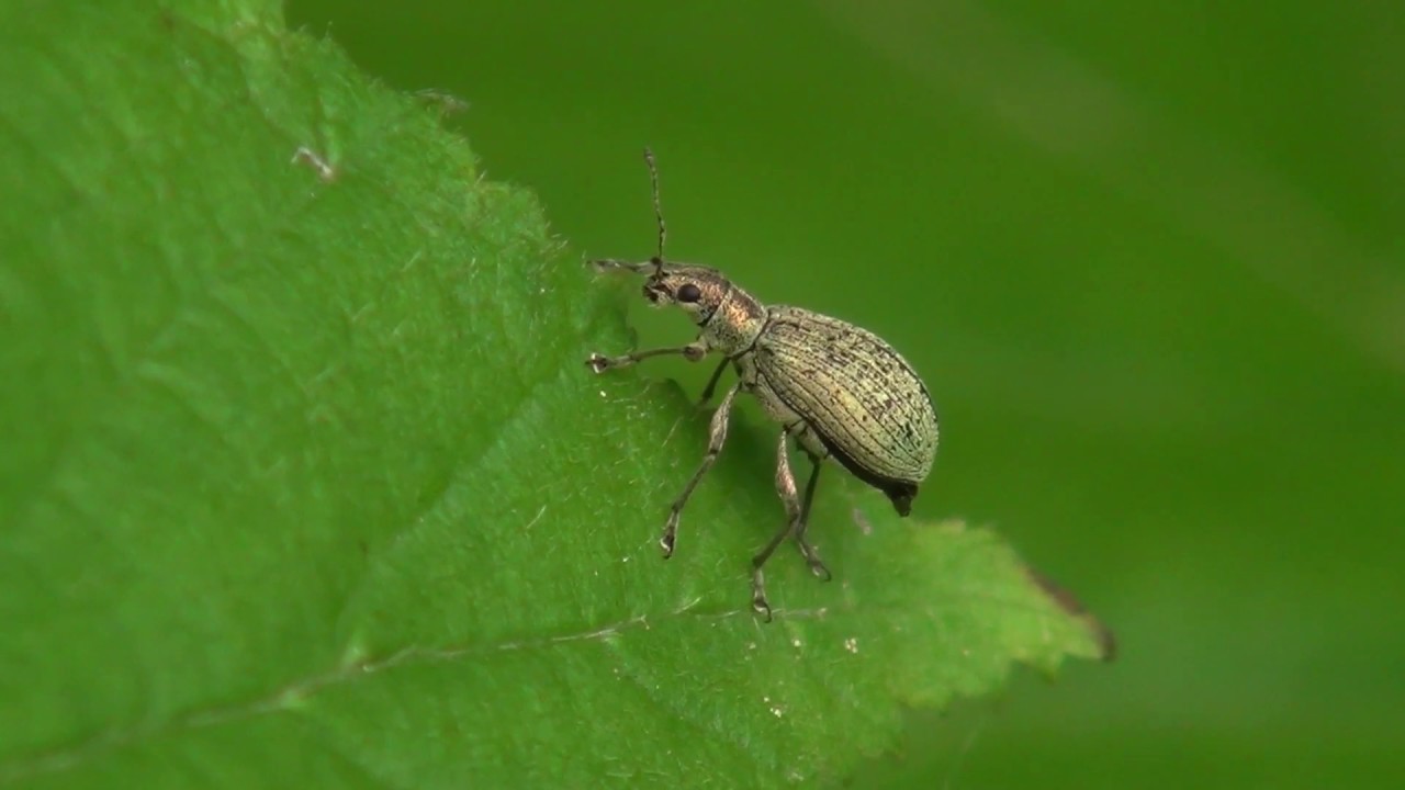Rilčkar (Curculionoidea)