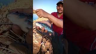 فيديو صيد أسماك البلطي بالسنارة في مصر باستخدام الغلة