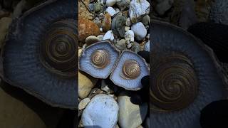 discovery of a snail skeleton geode stone #gemstones #crystals #naturalamethyst #agate #adventure