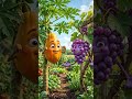 Papaya EXPOSES Grapes 😱 Truth Revealed! #viralshorts #shortsfeed #mustwatch #3danimation