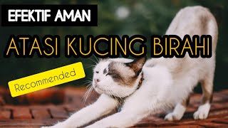 CARA MENGATASI KUCING BETINA BIRAHI BERAT | TANPA DIKAWINKAN | PLUS KENALI TANDA TANDANYA