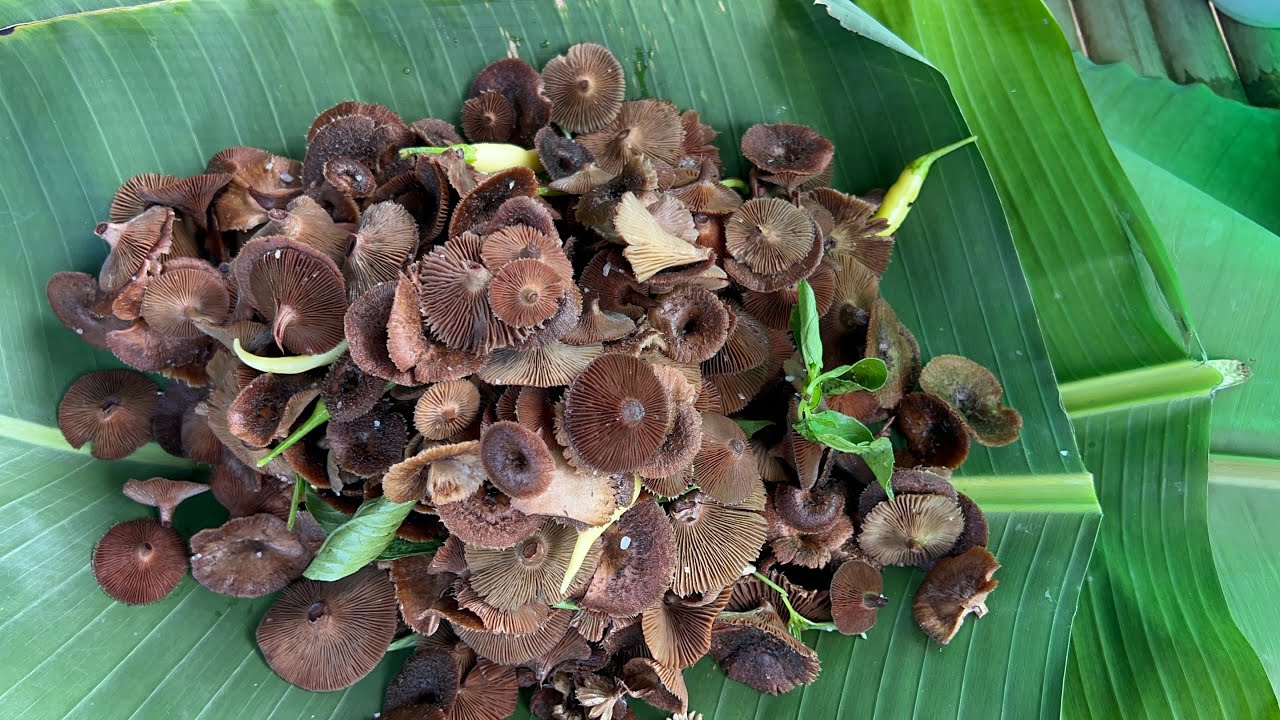 หมกเห็ดขอนขน ครั้งแรกที่ได้กิน