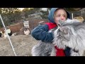 Maine coon hunting chickens