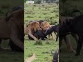 King Lion Hunts Buffalo in Brutal Wildlife Battle #animals #shorts