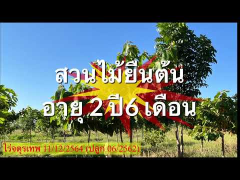 สวนป่าอายุ 2 ปี 6 เดือน ไม้ยืนต้น เช่น พะยุง แดง มะค่าโมง ประดู่ป่า สัก