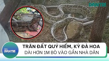 Trăn đất quý hiếm, kỳ đà hoa dài hơn 1m bò vào gần nhà dân | Bản tin thời sự Dân Trí