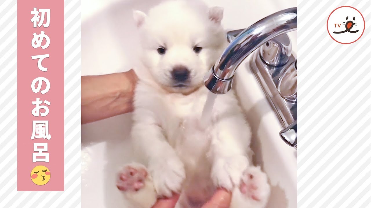 飼い主さんに抱かれて…。子犬ハスキーのお風呂デビュー💖【PECO TV】 YouTube