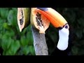 Tucanuçu comendo mamão, Frutos do quintal,Tucano-toco, Ramphastos toco,