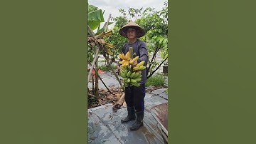 Cắt buồng chuối       #bienfarm #farming #guava